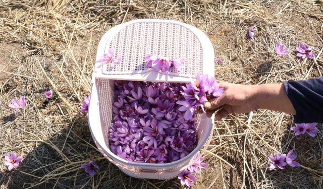 Dünyanın en değerli baharatında hasat başladı