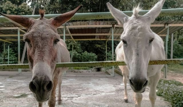 TÜİK’ten dikkat çeken istatistik: At ve eşeklerde büyük azalma var