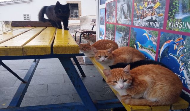 Antalya'da sağanak yağış ve soğuk hava en çok onları etkiledi