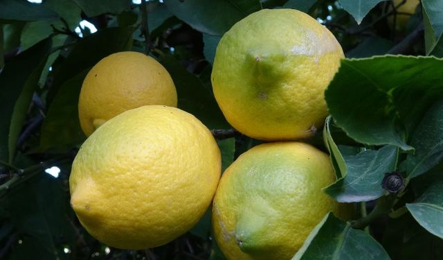 Yasakla gelen tehlike: Limon pazarı ve üretici zarar görecek
