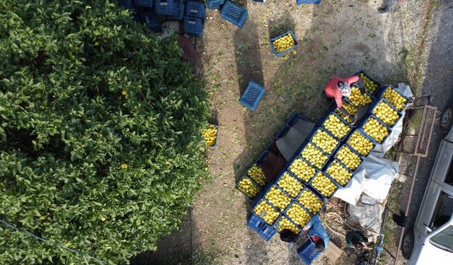Mersin'de üreticilerin beklediği haber: Limonda ihracat yasağı kalktı