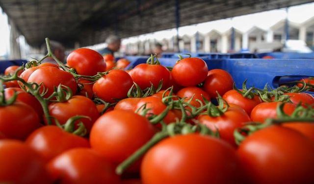 Antalya'da domates fiyatları düşüşte