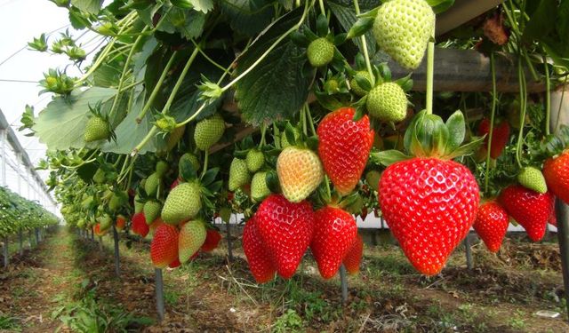 Zirai son olayı cep yakacak: Kilosu 85 lira
