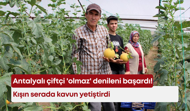 Antalyalı çiftçi 'olmaz' denileni başardı! Kışın serada kavun yetiştirdi