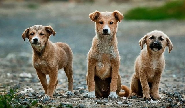 Burdur'da barınak görüntüleri sonrası Valilik harekete geçti!