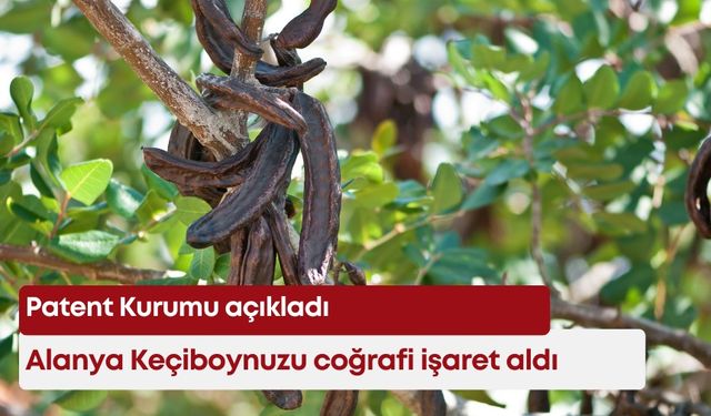 Patent Kurumu açıkladı: Alanya Keçiboynuzu coğrafi işaret aldı