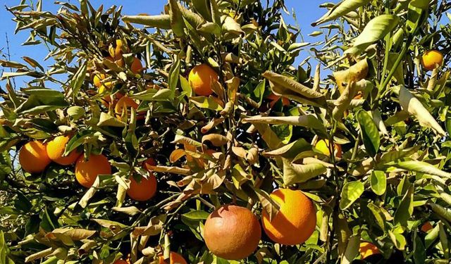 Muğla'da zirai don afetinin bilançosu belli oldu!