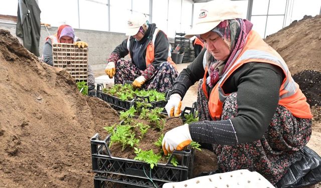 Isparta Belediyesi, çiçek ve ata tohumu yetiştirmeye başladı