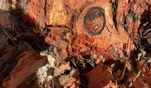 Fethiye'de böcek alarmı!