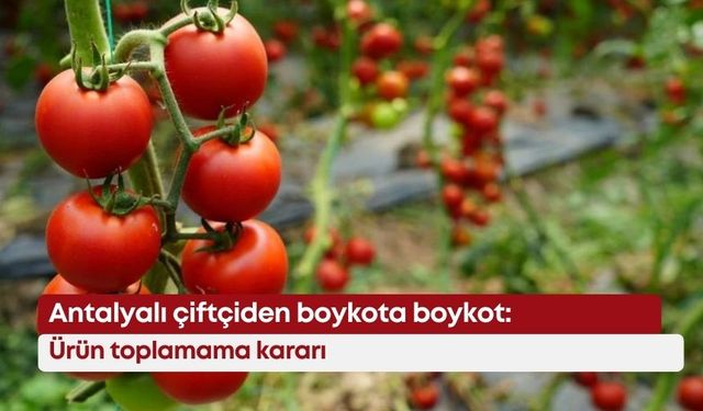 Antalyalı çiftçiden boykota boykot: Ürün toplamama kararı