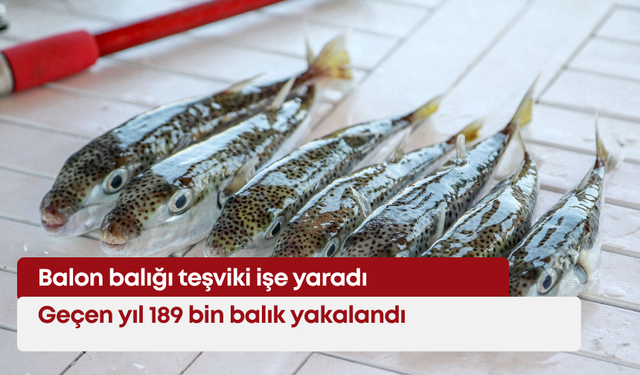 Balon balığı teşviki işe yaradı: 189 bin balık yakalandı