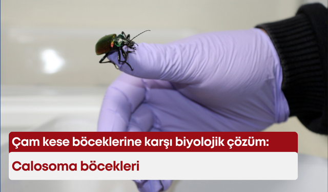Çam kese böceklerine karşı biyolojik çözüm: Calosoma böcekleri