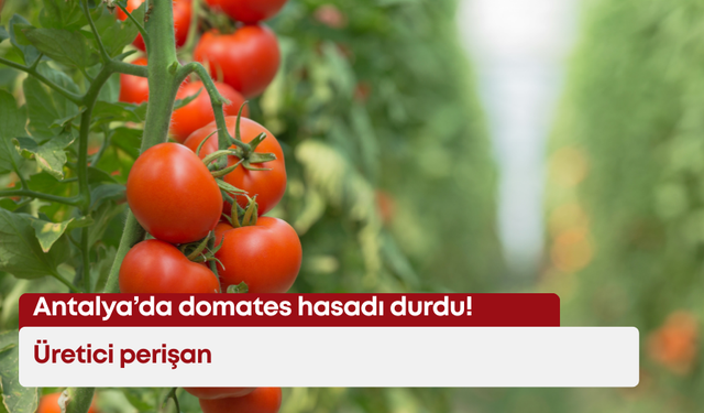Antalya’da domates hasadı durdu! Üretici perişan