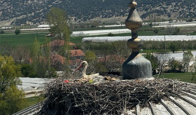 Elmalı'da her yıl gelen leylek cemaatin ilgi odağı oldu
