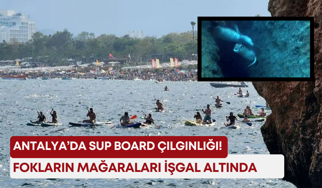 Antalya’da Sup Board çılgınlığı! Fokların mağaraları işgal altında