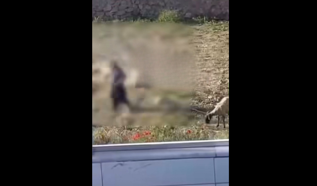Alanya'da koyuna zincirle ve tekmeyle şiddet!