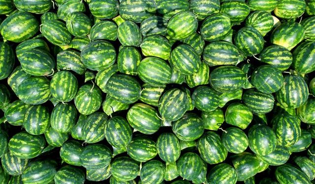 Adana karpuzu için rekor ekiliş: 150 bin dönümde hasat yolda