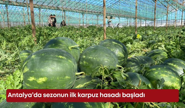 Antalya’da sezonun ilk karpuz hasadı başladı