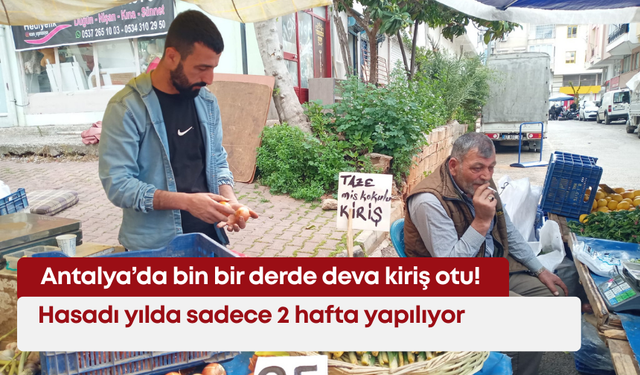 Antalya’da bin bir derde deva kiriş otu! Hasadı yılda sadece 2 hafta yapılıyor