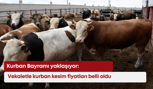 Kurban Bayramı yaklaşıyor: Vekaletle kurban kesim fiyatları belli oldu