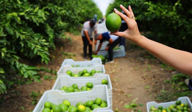 Limonda sorun ortaya çıktı: Stokçular yine devreye girmiş