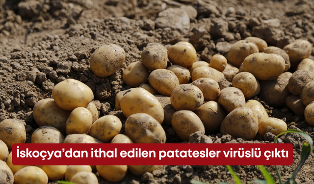 İskoçya’dan ithal edilen patatesler virüslü çıktı