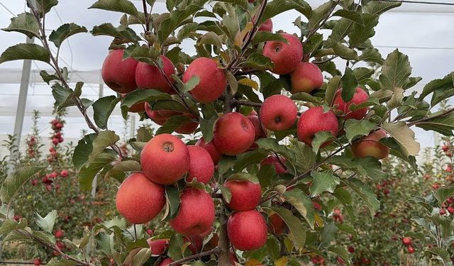 Eğirdir'de 'Pink Lady' elmasına zirai don darbesi!