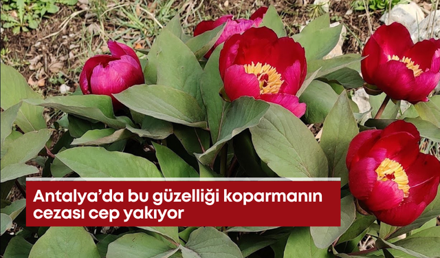 Antalya’da bu güzelliği koparmanın cezası cep yakıyor