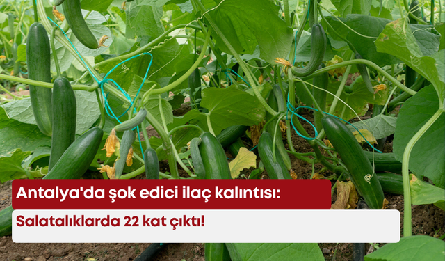 Antalya'da şok edici ilaç kalıntısı: Salatalıklarda 22 kat çıktı!