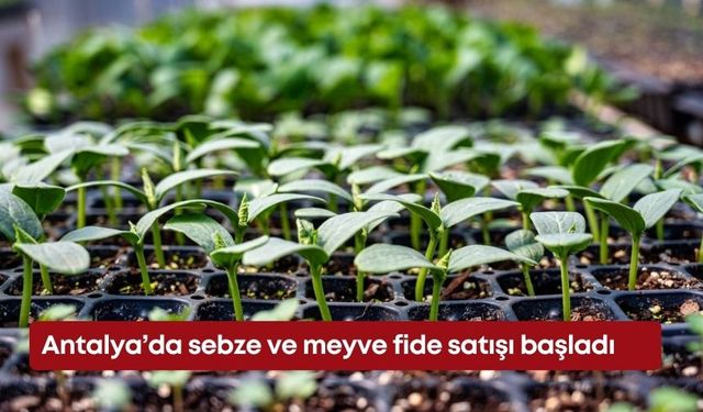Antalya’da sebze ve meyve fide satışı başladı