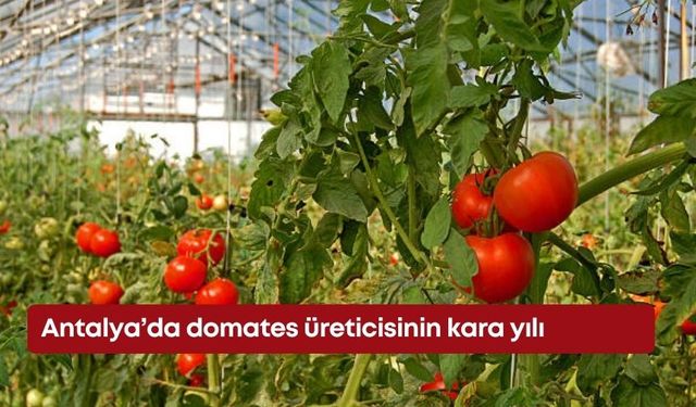 Antalya’da domates üreticisinin kara yılı