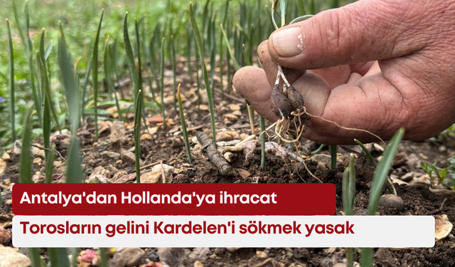 Torosların gelini Kardelen'i sökmek yasak: Antalya'dan Hollanda'ya ihracat