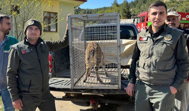 Isparta'da yaban keçisine şefkat eli