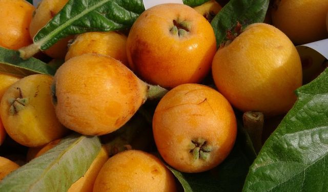 Mersin'de sarı altın hasadı başladı ama üretici memnun değil
