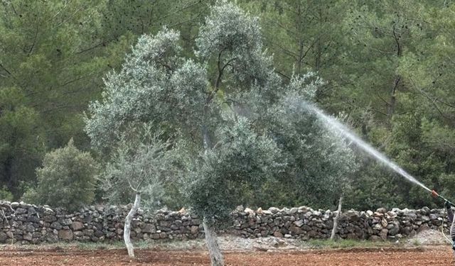 Bodrum'da zeytinde verimliliği artıracak proje