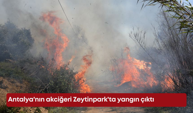 Antalya'nın akciğeri Zeytinpark'ta yangın çıktı