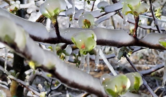Isparta'da zirai donun faturası ağır oldu: 20 milyar TL'lik kayıp
