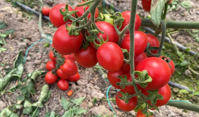 Antalya yaş meyve sebze ihracatında Türkiye'nin lokomotifi oldu