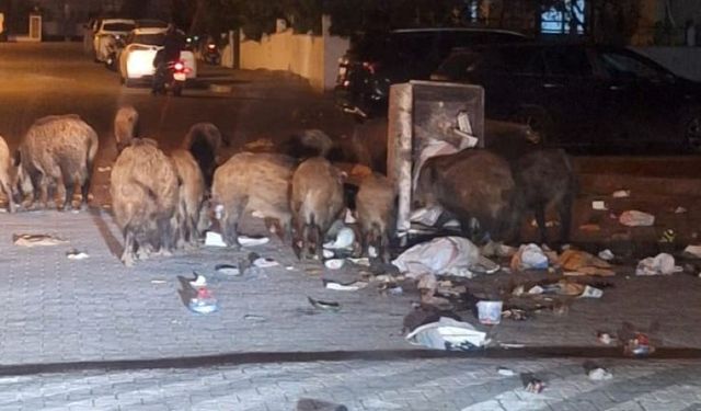 Marmaris'te domuz alarmı: Sokaklar tehdit altında, halk tedirgin
