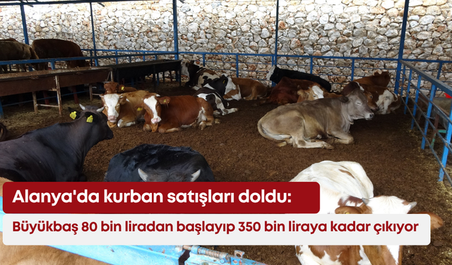 Alanya'da kurban satışları doldu: Büyükbaş 80 bin liradan başlayıp 350 bin liraya kadar çıkıyor