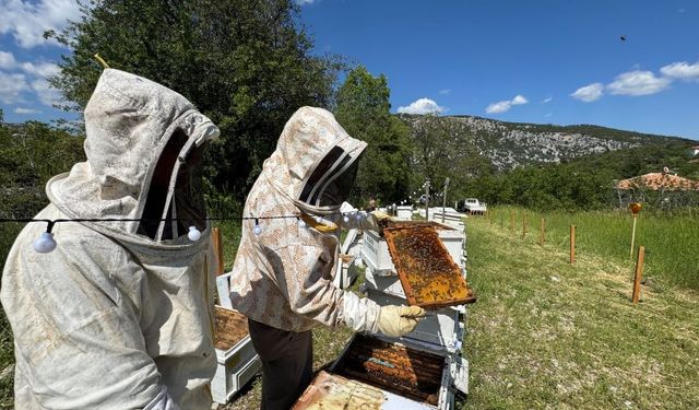 Antalyalı arıcılar kolonideki arı sayısını arttırmak için çalışmalara başladı