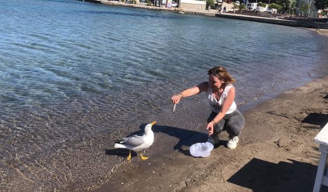 Martının dostluğu yürek ısıttı: 4 yıldır balıkçıların peşinde