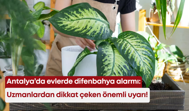 Antalya’da evlerde difenbahya alarmı: Uzmanlardan dikkat çeken önemli uyarı!