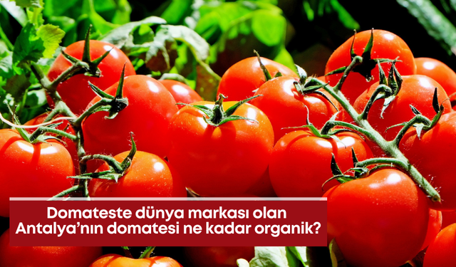 Domateste dünya markası olan Antalya’nın domatesi ne kadar organik?