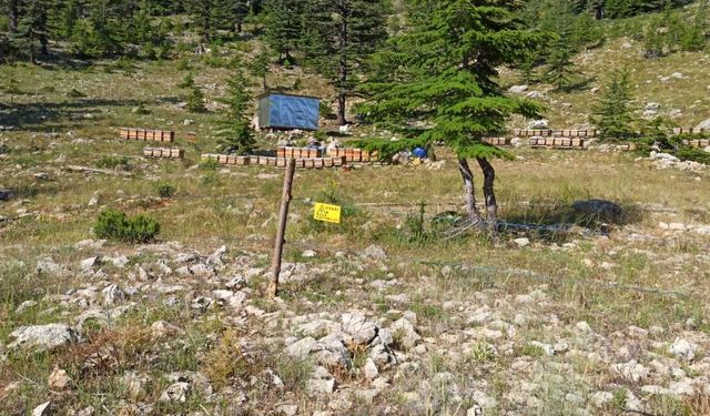 Toroslar'da bal sezonu açıldı, üreticiye kalite çağrısı