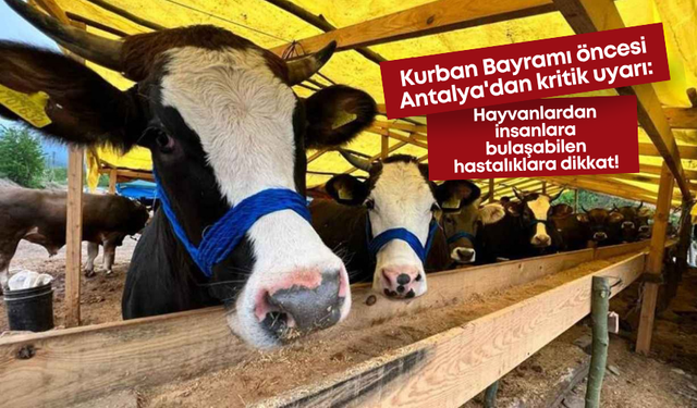 Kurban Bayramı öncesi Antalya'dan kritik uyarı: Hayvanlardan insanlara bulaşabilen hastalıklara dikkat!