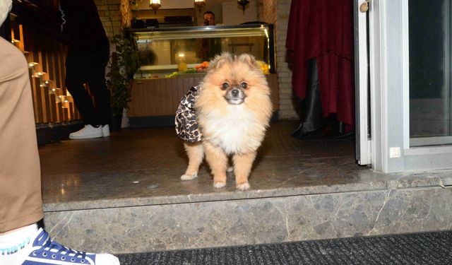 Antalya’da güzellik yarışması şampiyonu köpek kayboldu