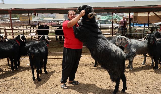 Kurbanlık pazarında hareketlilik başladı! İşte kurban fiyatları