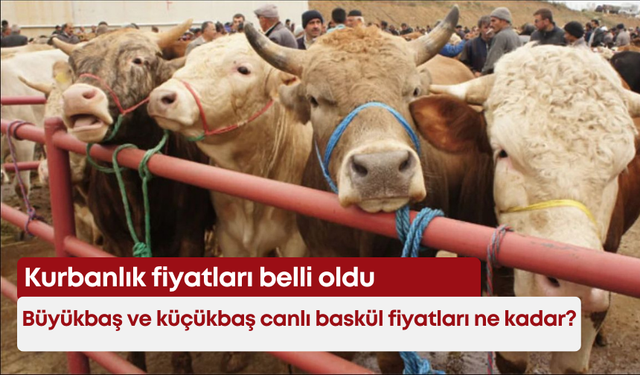 Kurbanlık fiyatları belli oldu: Büyükbaş ve küçükbaş canlı baskül fiyatları ne kadar?