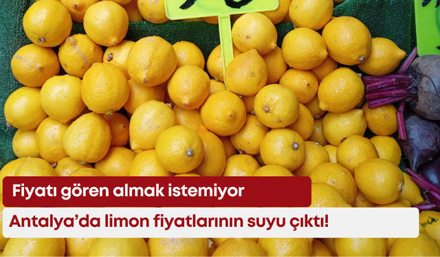 Antalya’da limon fiyatlarının suyu çıktı! Fiyatı gören kaçıyor